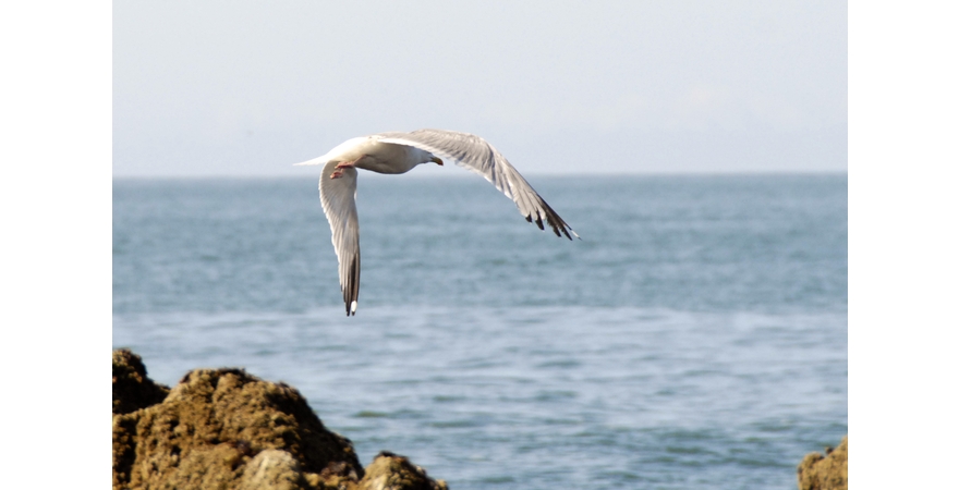 Michel_Derozier Photos Pouliguen_03