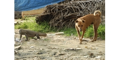 Sri_Lanka_06